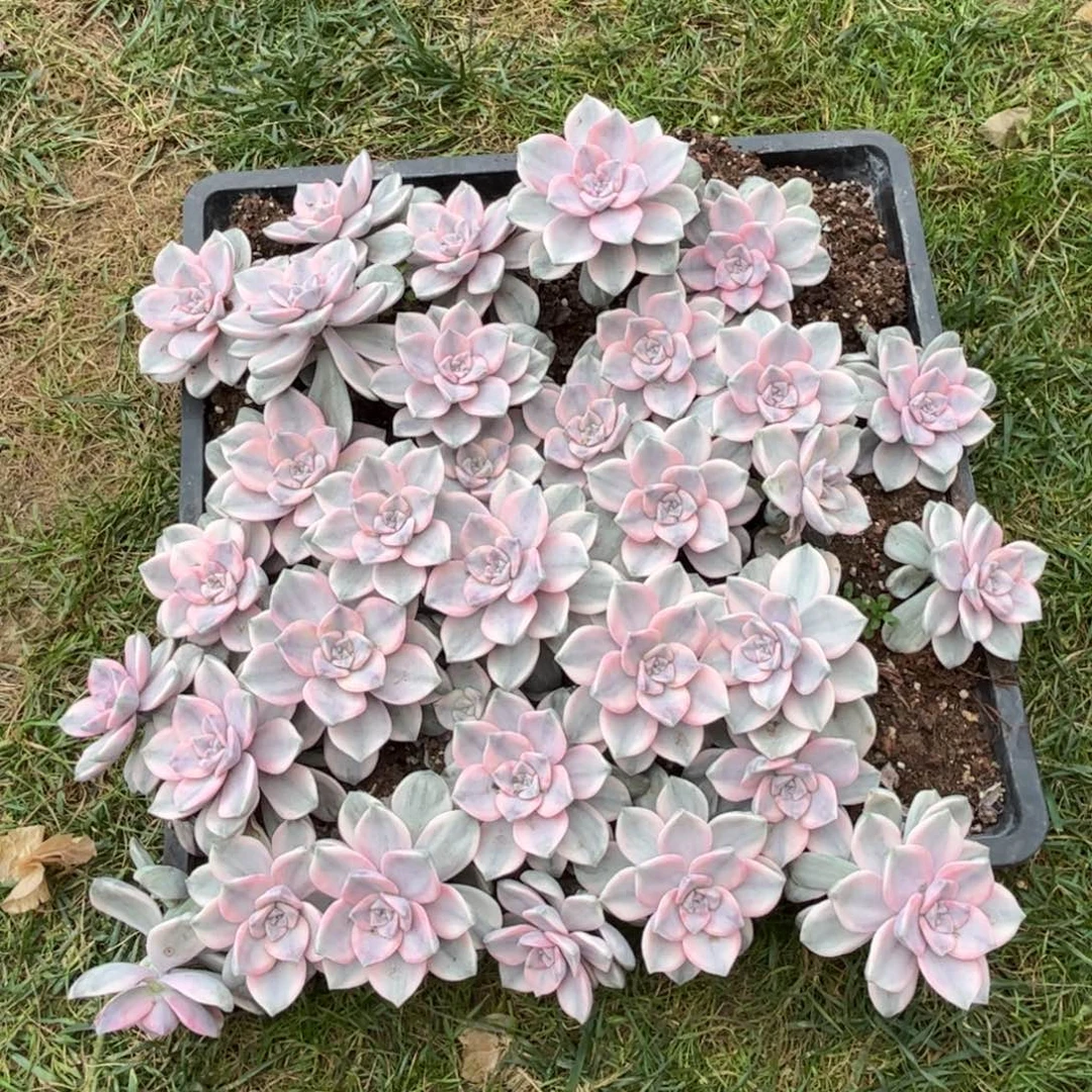 5颗单头白锦紫乐肉肉