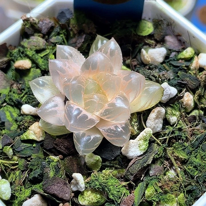 958完美糊斑水中月一物
