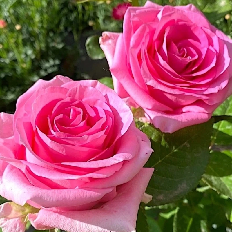 【苏醒】新品切花粉色玫瑰大花月季勤花抗病高产庭院绿植