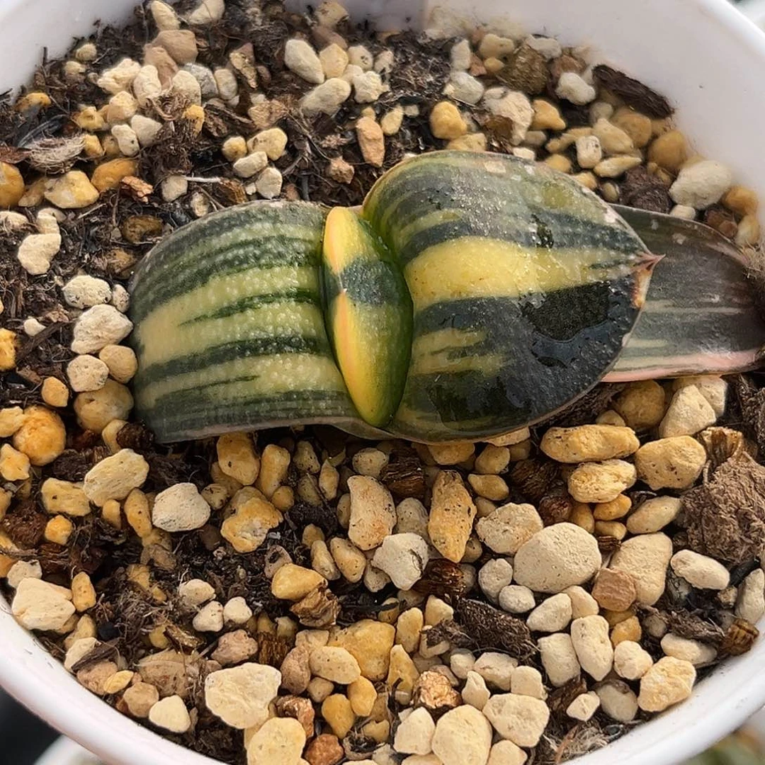 555珍珠卧牛寿锦福利福利