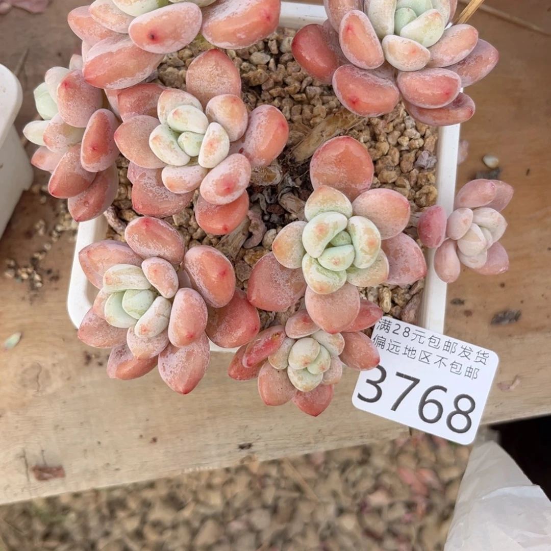 大3768（v dv d g f g h j n