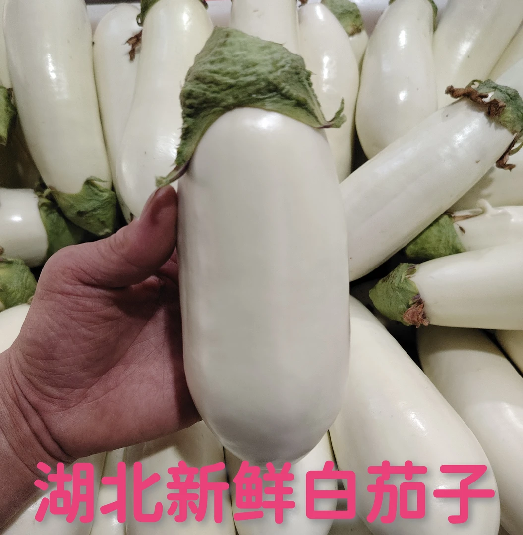 湖北本地新鲜白茄子软糯香甜农家现摘现发孝感小白矮茄椭圆茄子