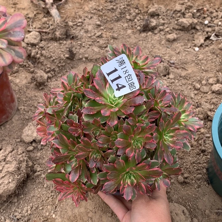 114安娜手捧不包断枝2