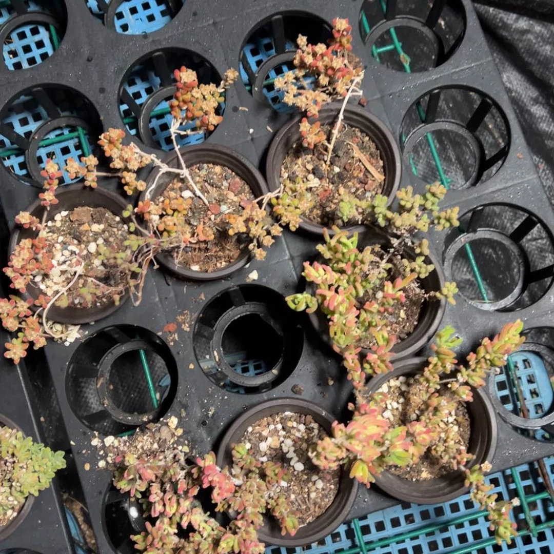 4大6小老桩盲盒套餐