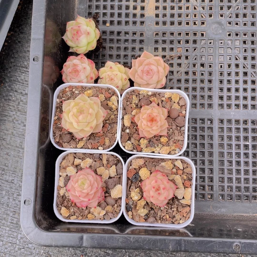 z****^我们的生活方式是什么003