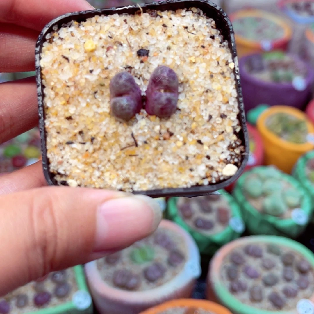 011。8855558888888888