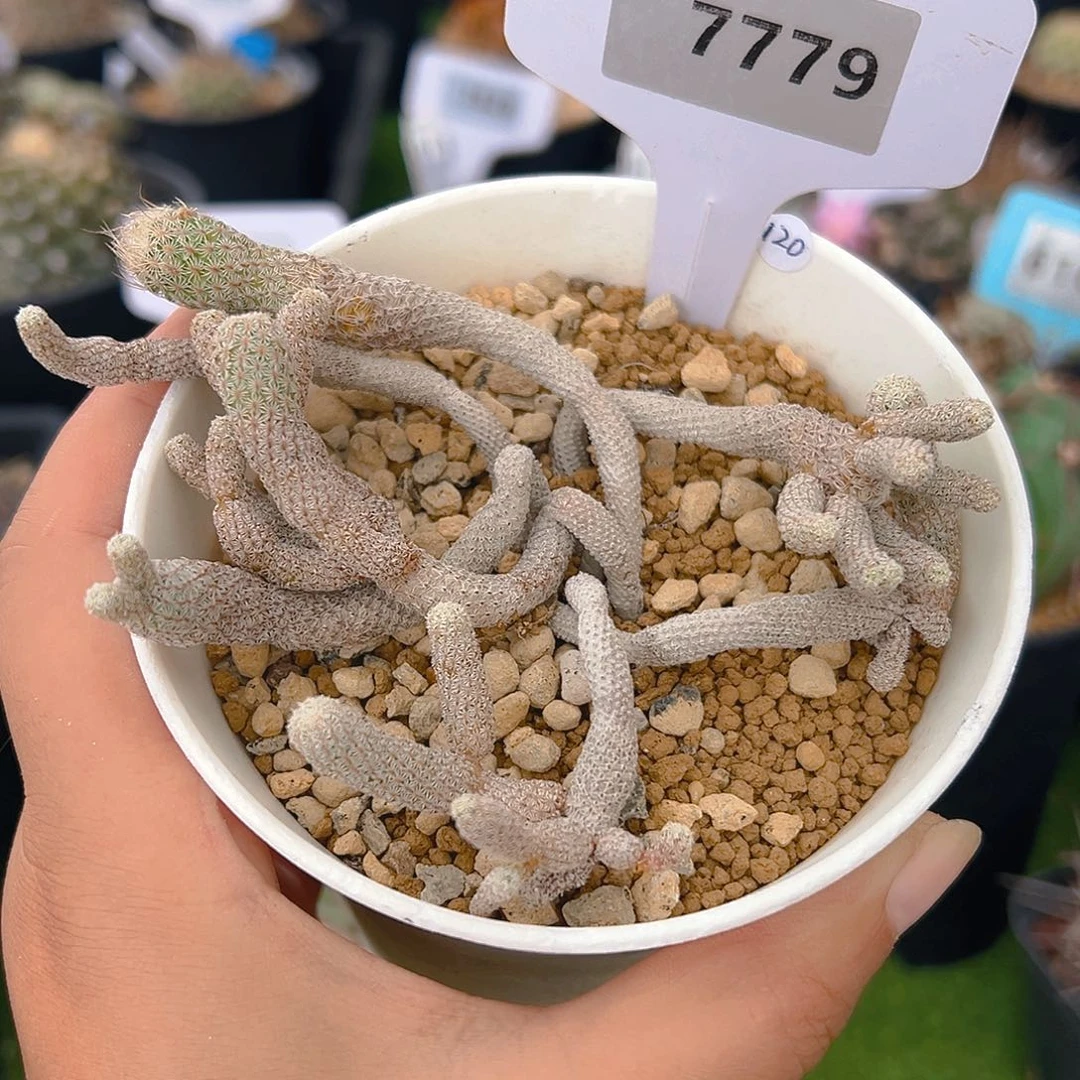 7779迷你牧师实生裸根发