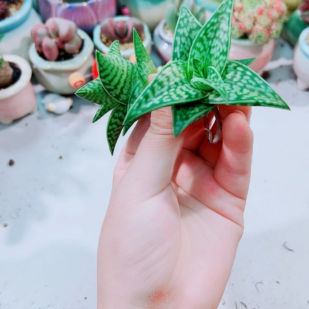 翠花千代多肉植物