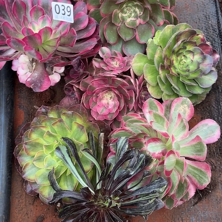 飞***生039组合掌心多肉法师锦