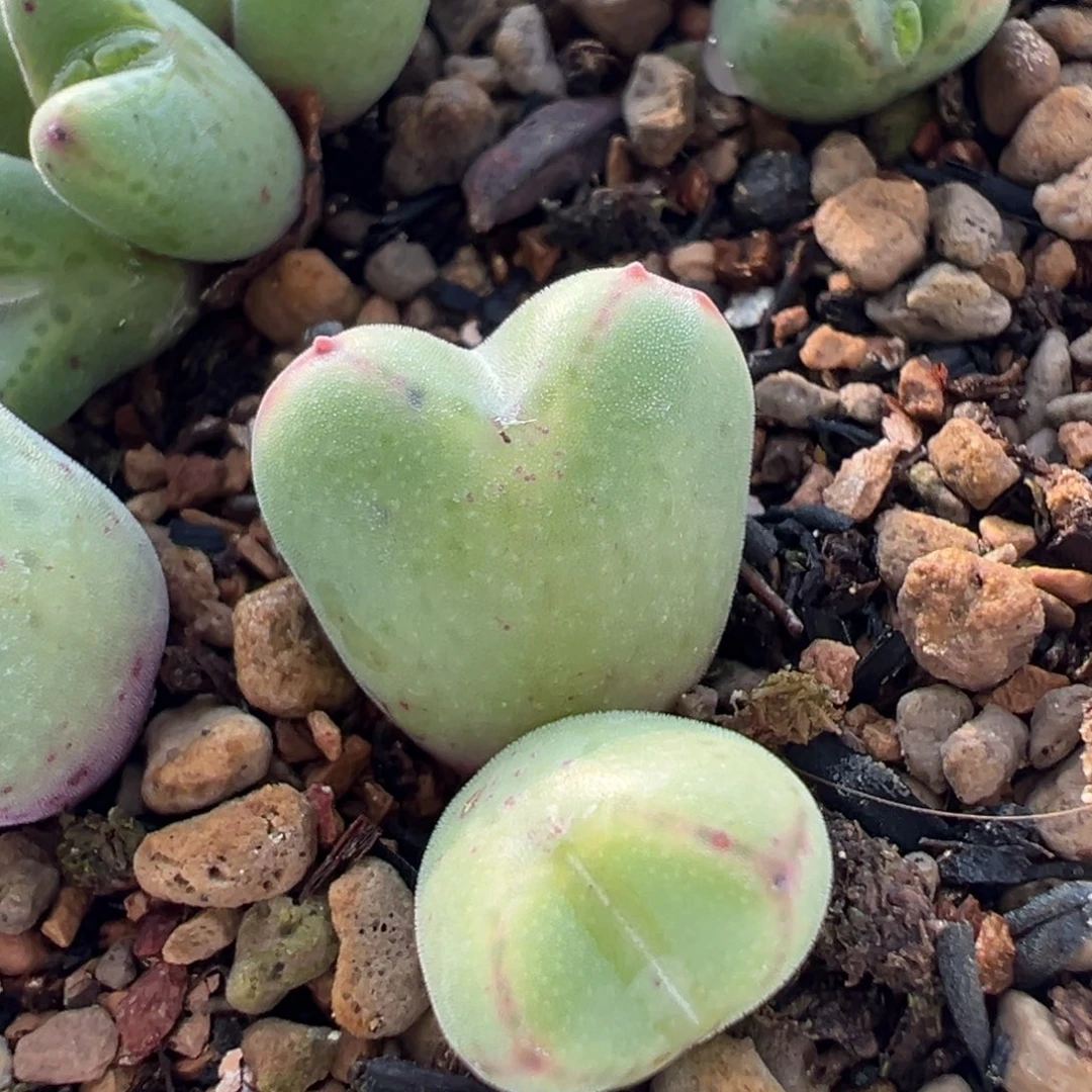带脚趾甲的猪蹄多肉