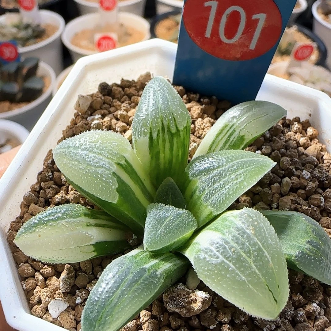 101号蓝光磨面锦一物一拍带盆土
