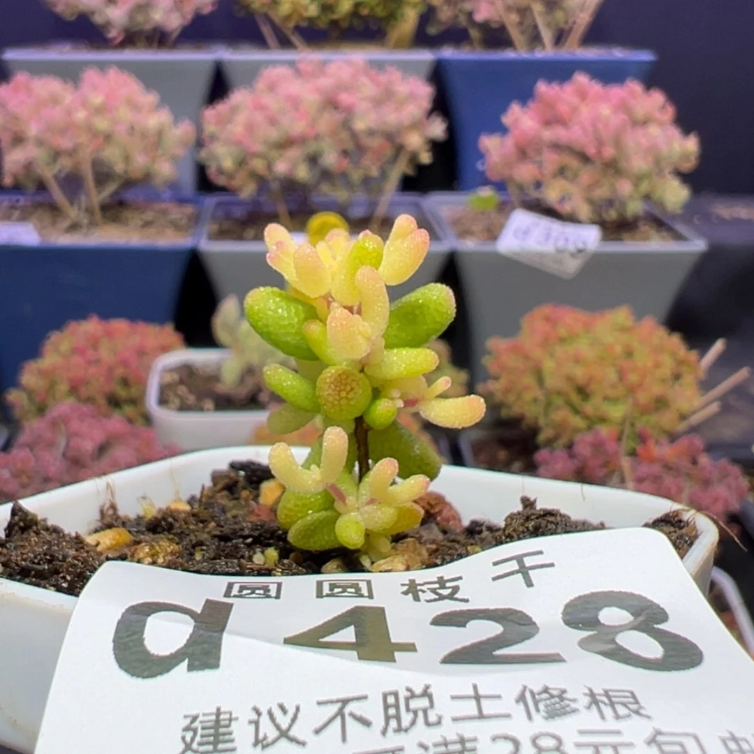 【闪购商品】d428糖球黄锦枝干番杏福福价