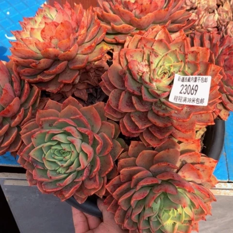 百*贝拉23069多肉