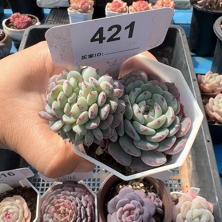 白胖子缀化多肉植物421