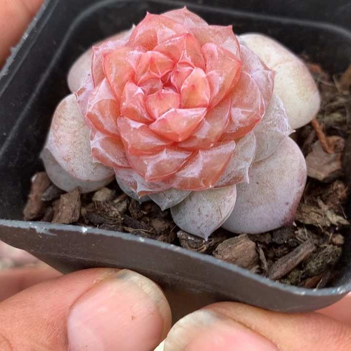 紫色甜心一物一拍