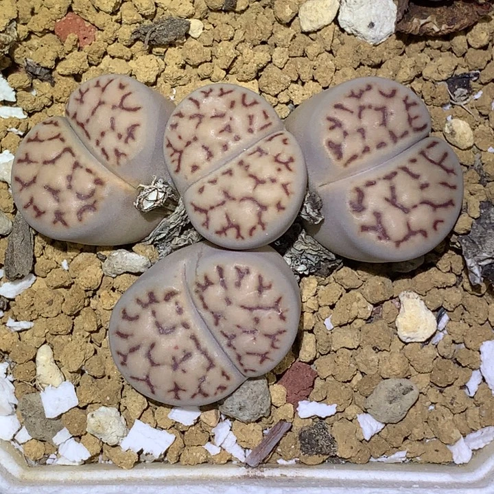 精品多肉植物精品多肉