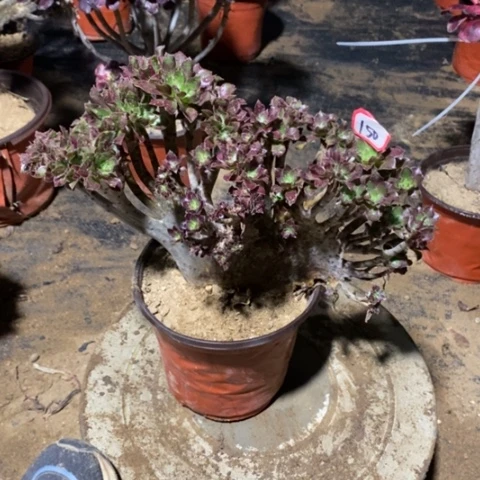 黑法师缀一物一拍