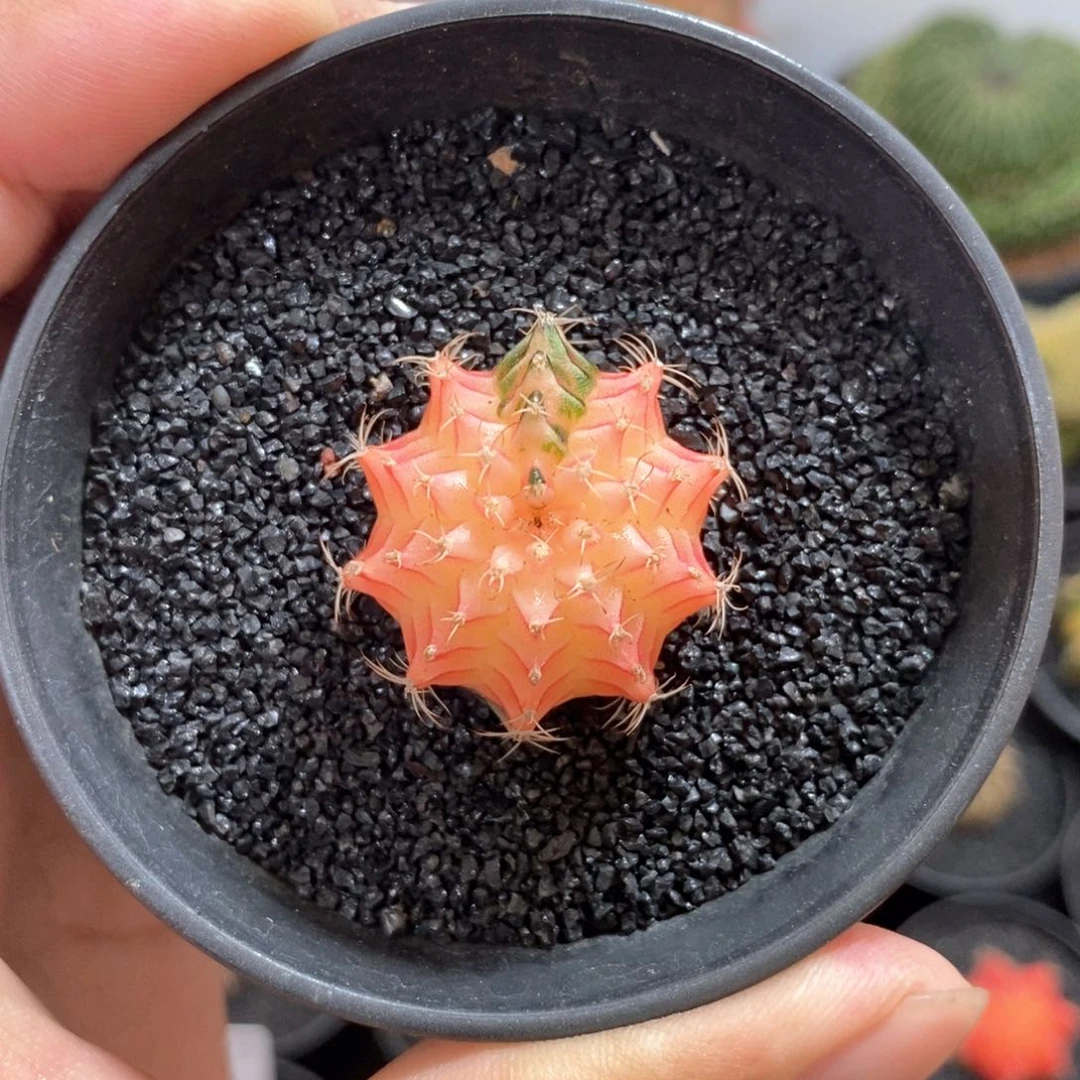 精品米哈——脱土发货