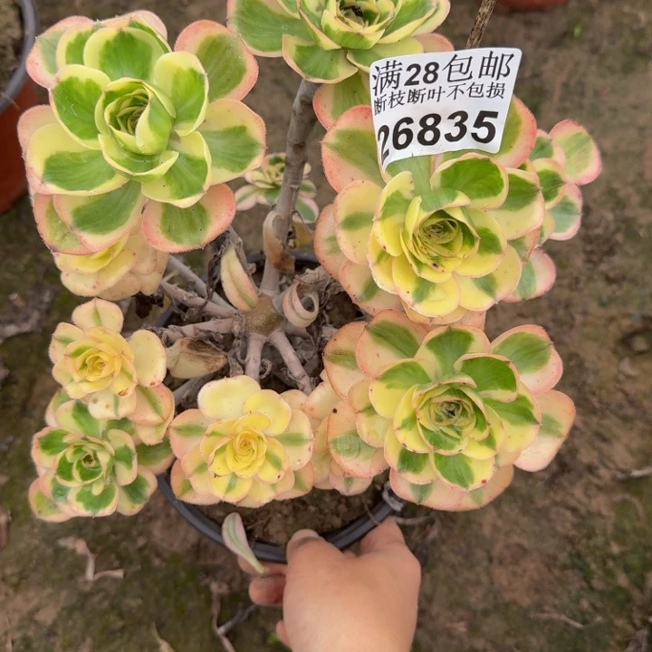 26835南燕多肉植物