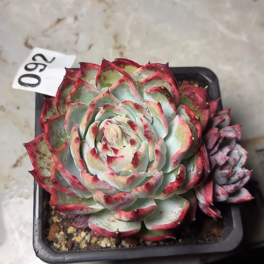 秋***洞092惊鸿多头一颗包邮包邮