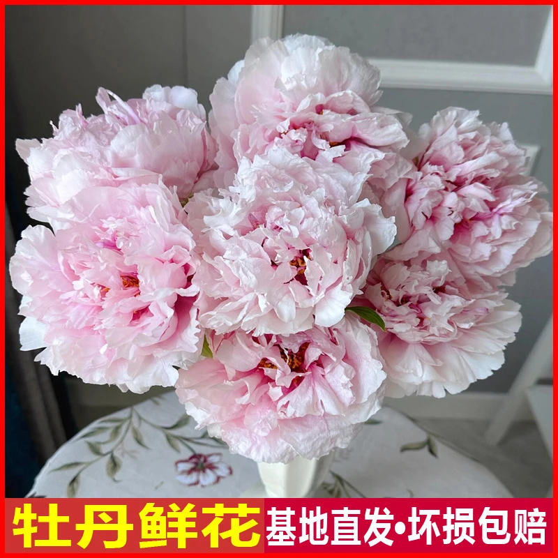 【雪映桃花】年宵花山东牡丹重瓣鲜切花