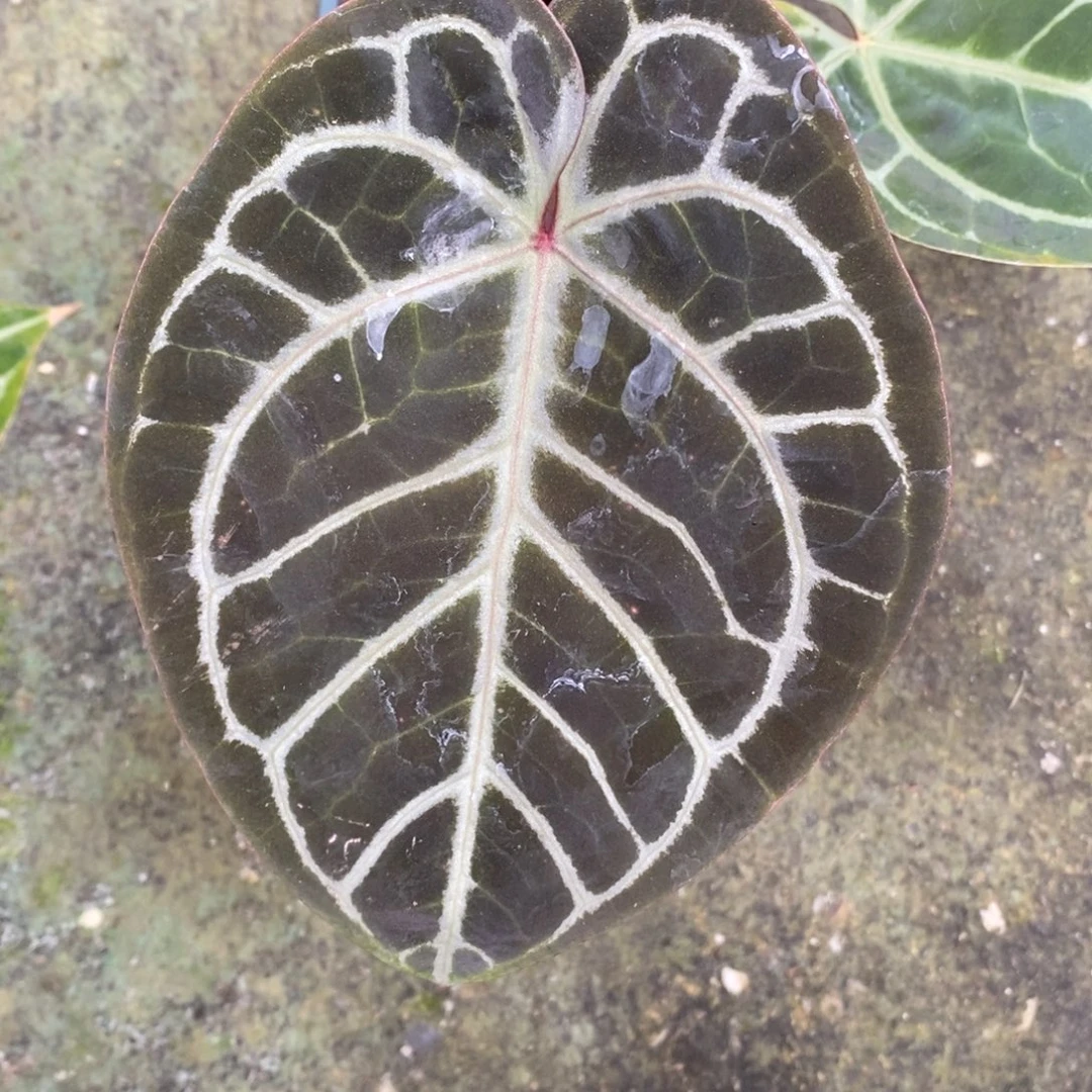 不开花植物红水晶杂