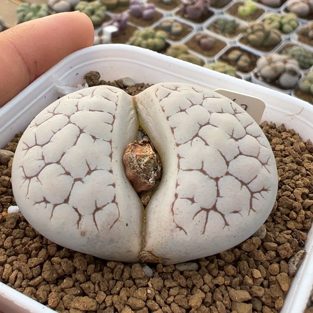 185多肉植物种类多样