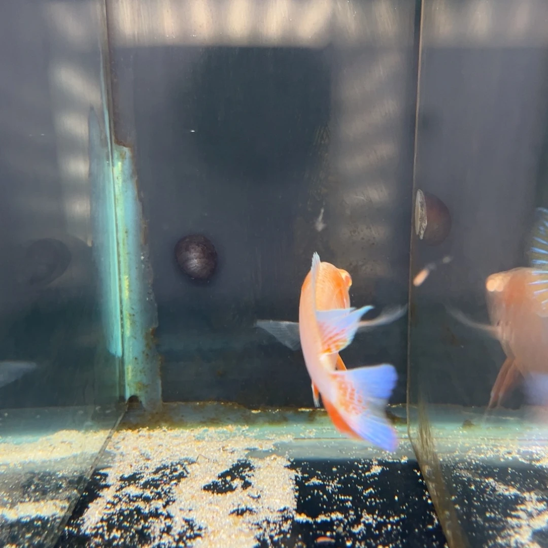 小***生海水鱼白子金松鼠➕白子红珊瑚