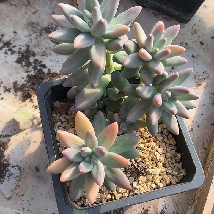 大群欧若拉群生多肉