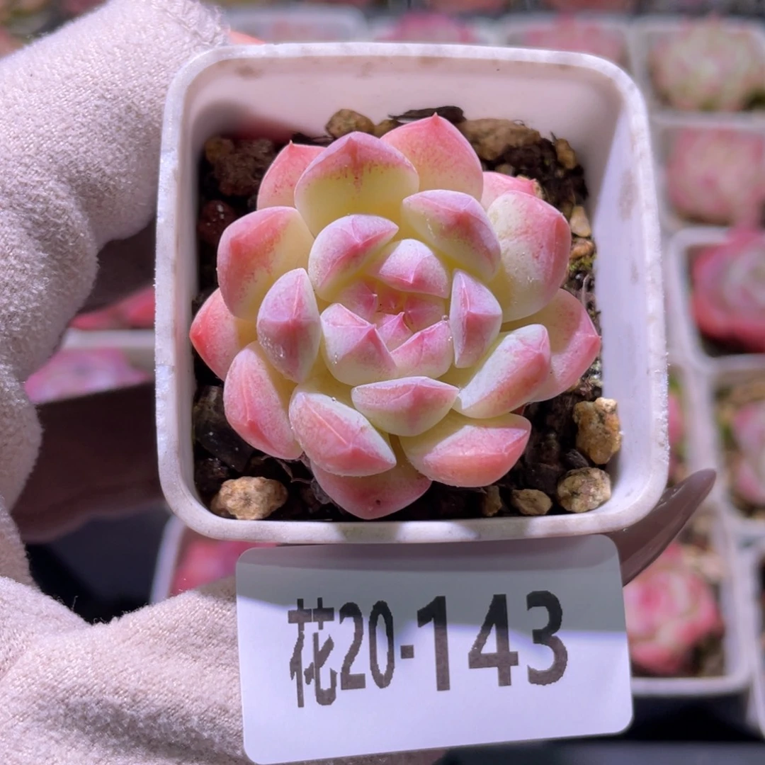 花利美20-143明月心