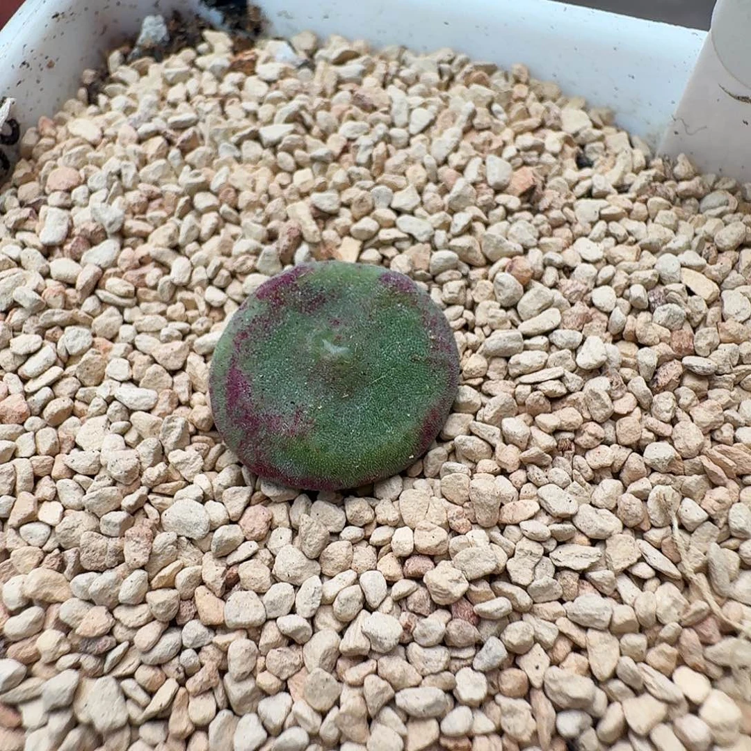 多肉植物绿豆糕11