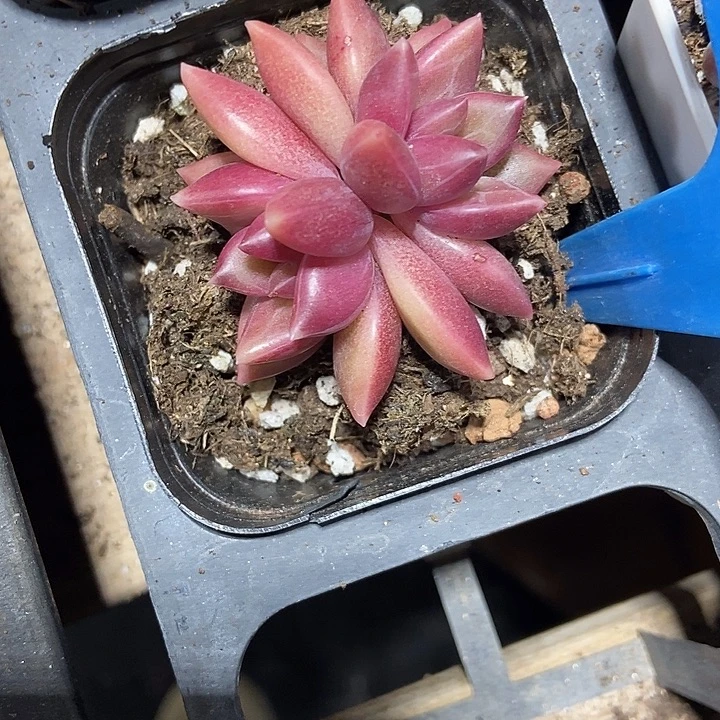 多肉植物迷雾泡泡801