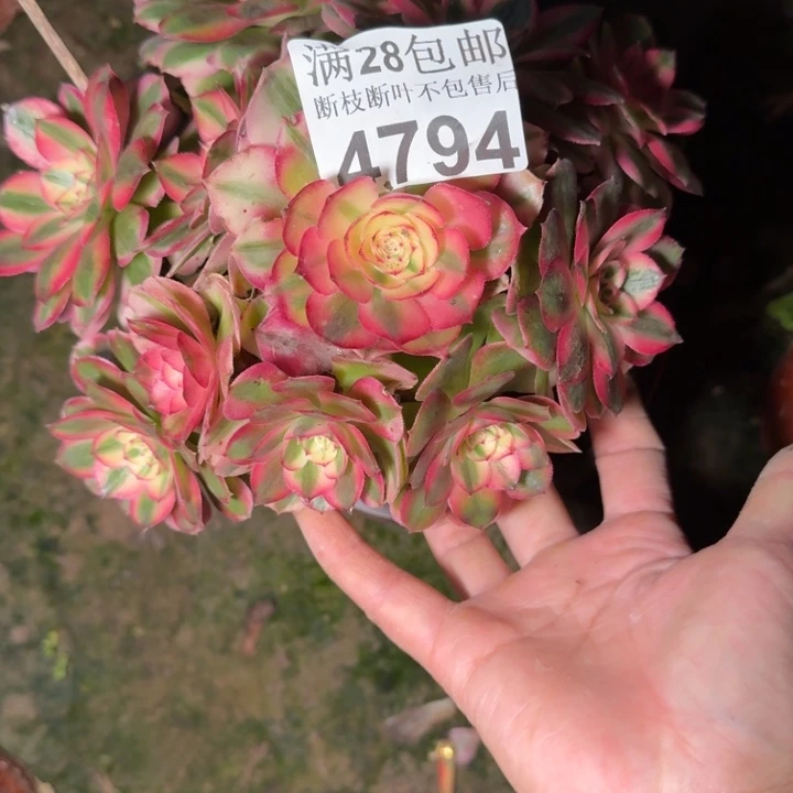 4794荔枝不包断枝