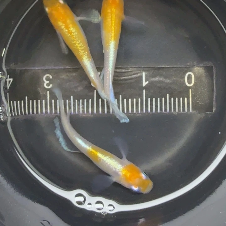 青鳉鱼红白赤壁16号