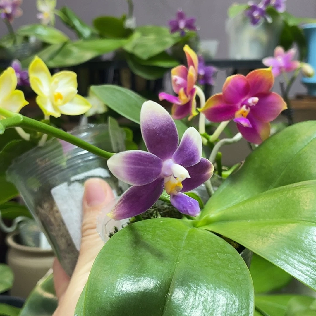 完全开放19叶瑕花期不保