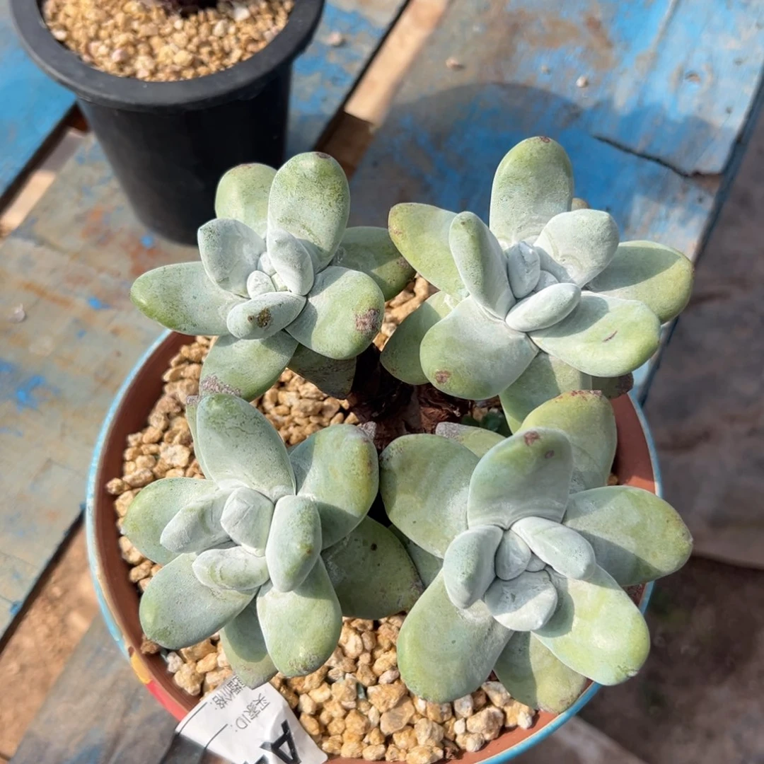 胖嘟嘟拇指～一物一拍3107