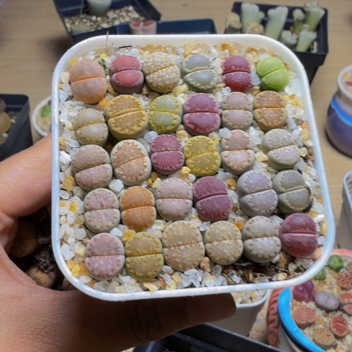 加****面多肉葡萄的季节性138