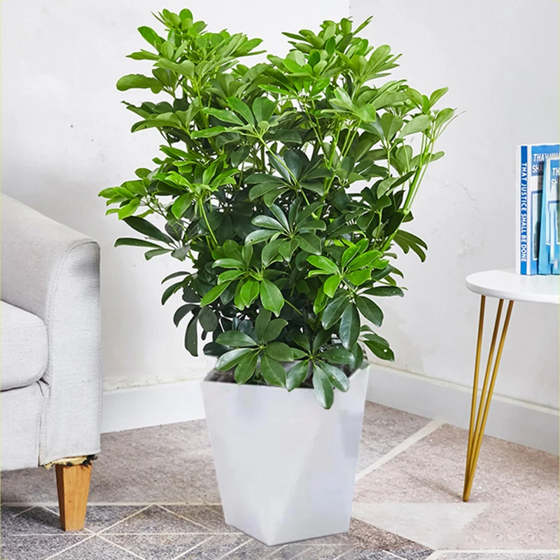 八方来财鸭脚木连盆高40CM左右桌面小盆栽七叶莲实拍图主图2