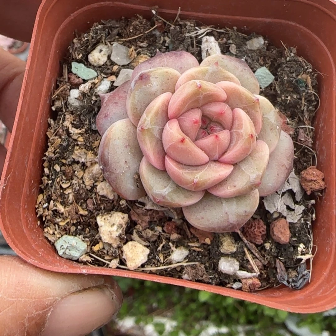 多肉小卡拉米糖心一物一拍