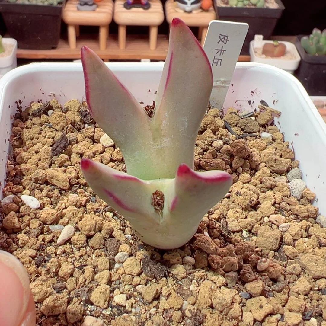 ?****?226-490.我是真的