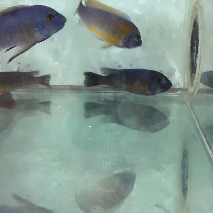 海水90号人工卡丑