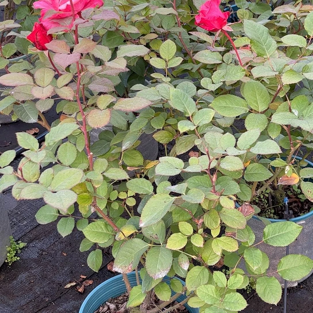 无花朵出色，1.8加仑土球发货