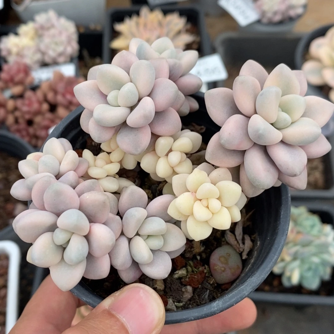 艾伦锦多肉植物A3495