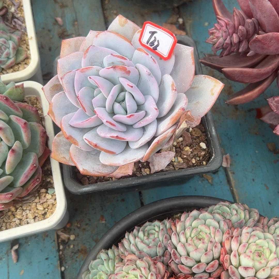 牛***劲精品多肉植物老桩