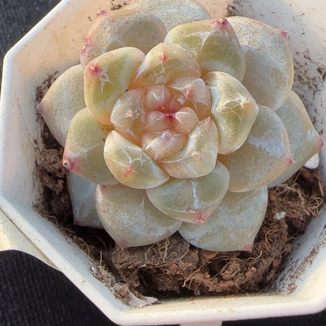 小卡拉米糖心一物一拍