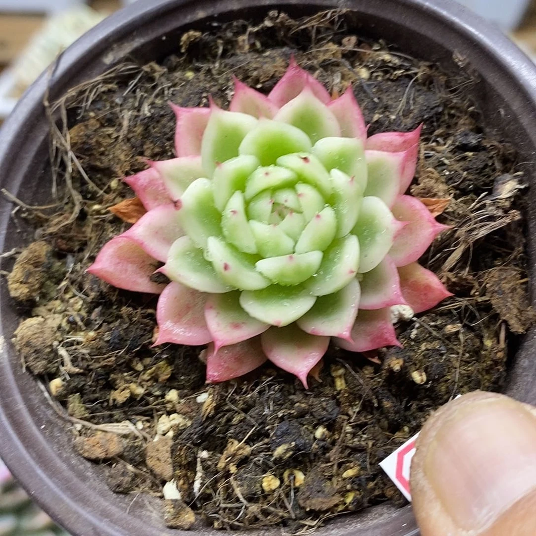 23117 精控蝴蝶飞舞锦