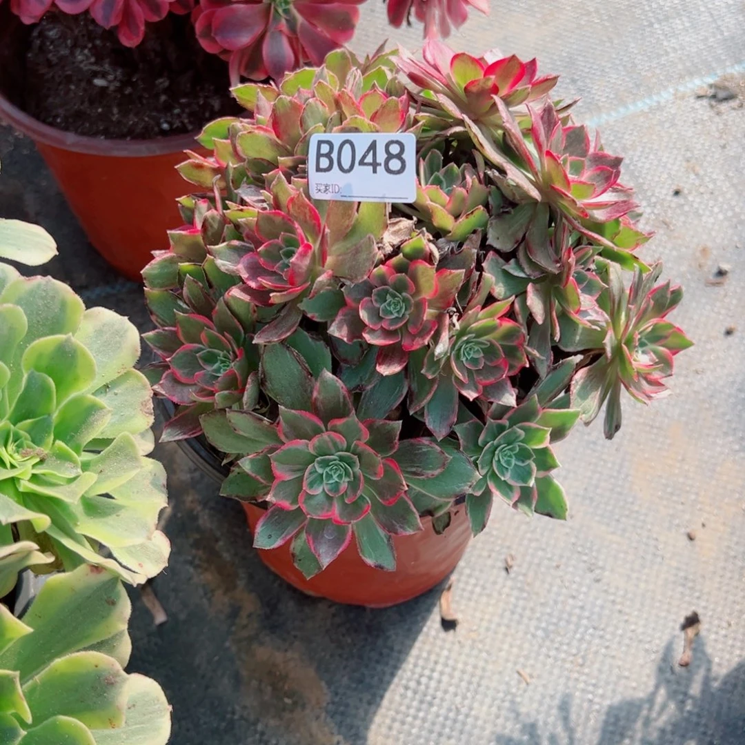 048万花筒多肉植物法师