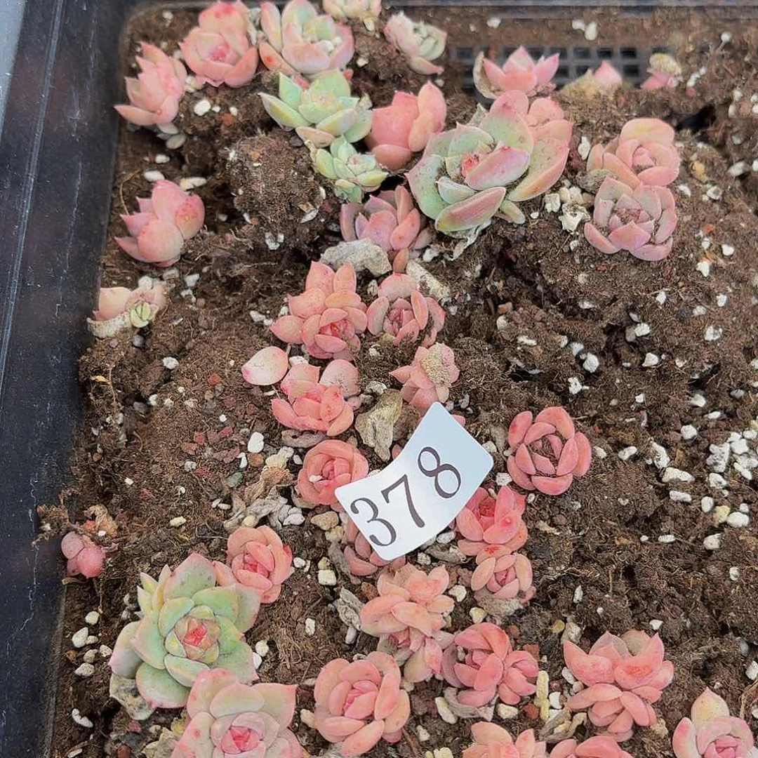i多肉植物多肉植物378