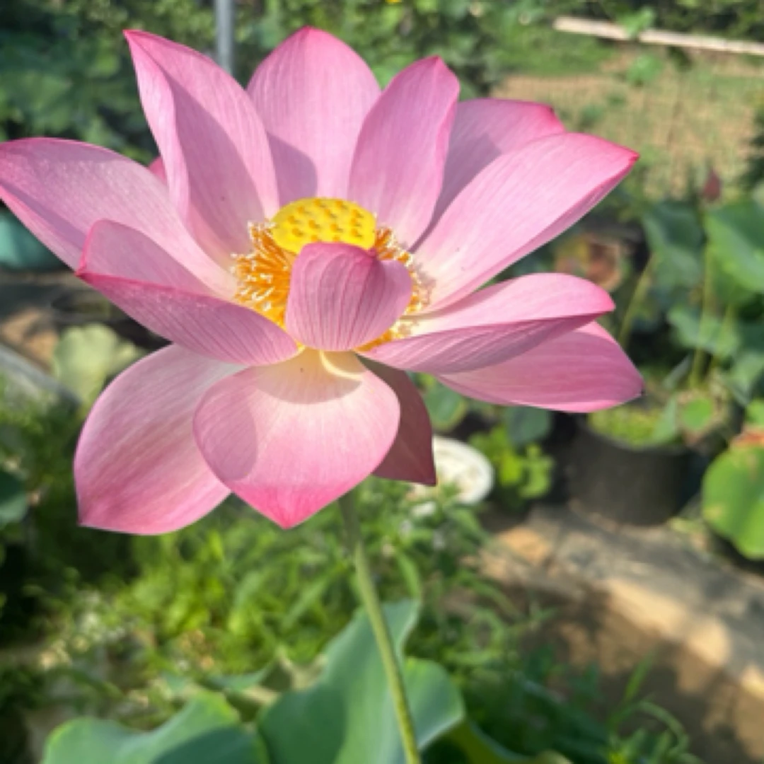 （粉仙子）大型精品观赏荷花种藕池栽盆栽高品质造景庭院池塘室内