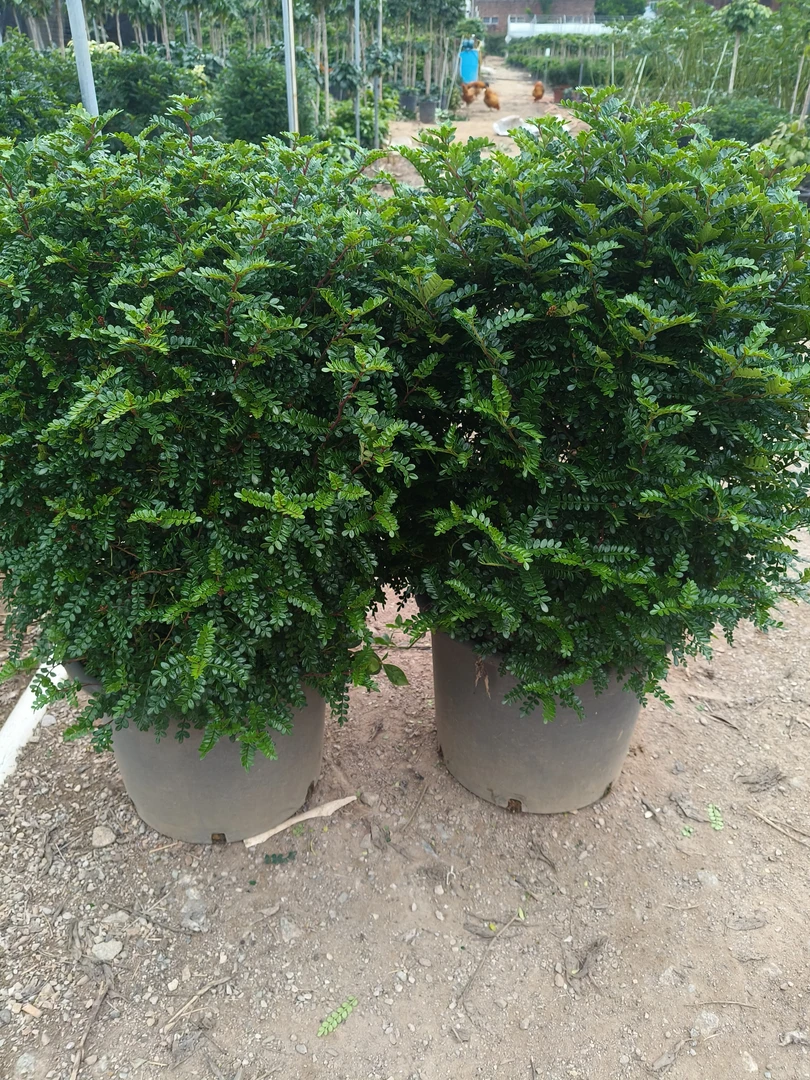 清香木蛋糕甜品饮品西餐烘培装饰摆盘冰粉金香木可食用胡椒木盆栽